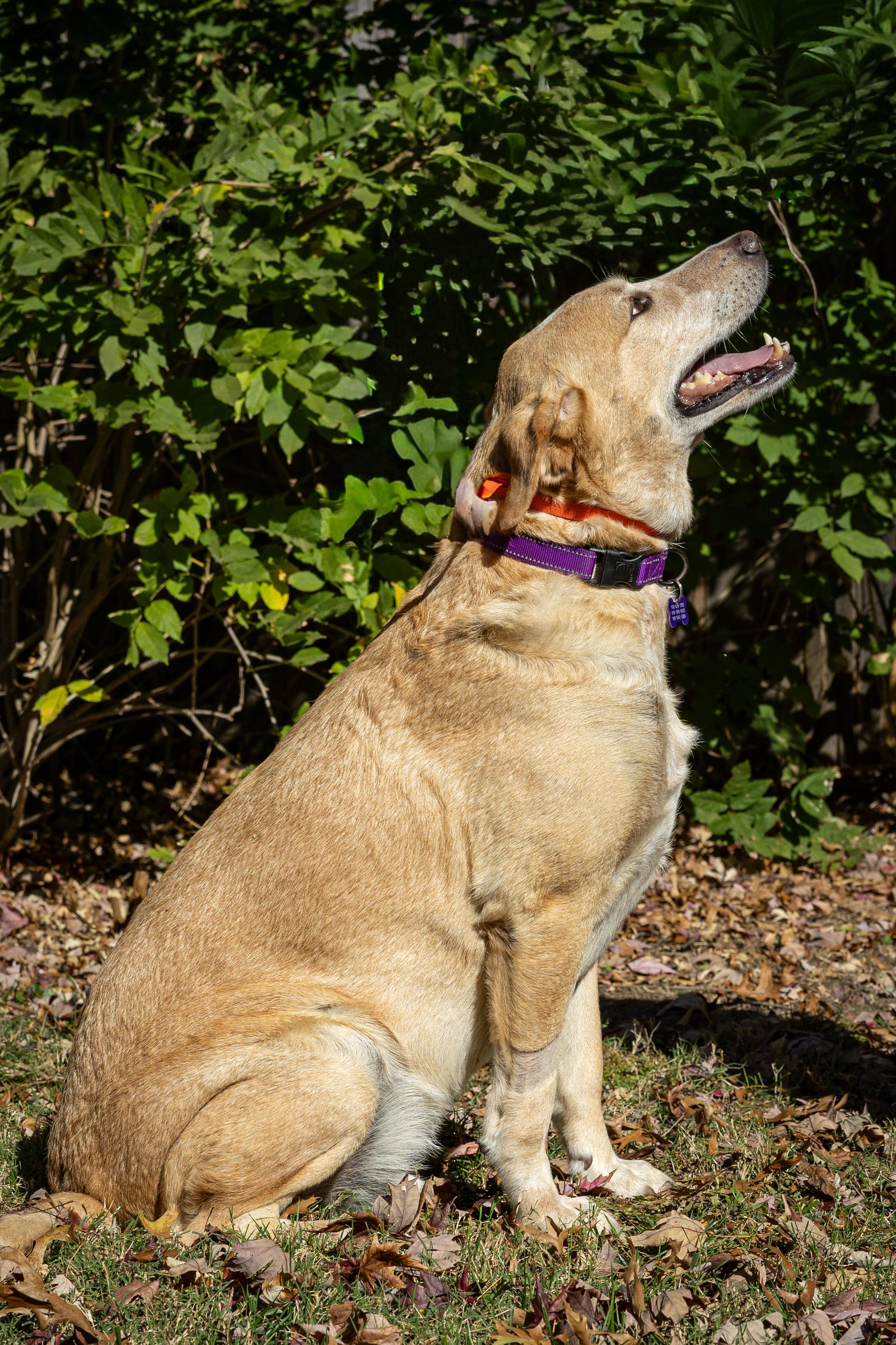 ANDY, a Adoptable Labrador Retriever in Broken Arrow, OK image 5/5