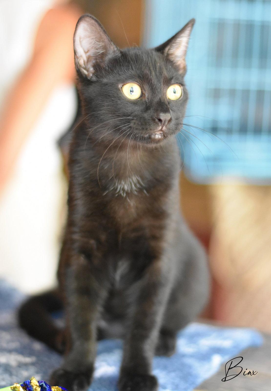 Binx, Adoptable, Young Female Domestic Medium Hair.