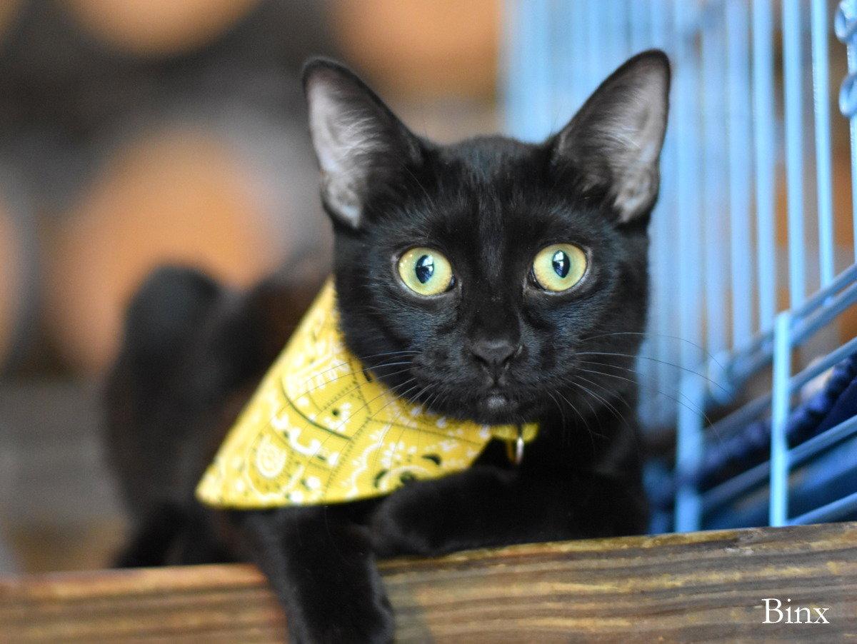Enlarge Binx, a Adoptable Domestic Medium Hair in Montgomery, TX image 2/3