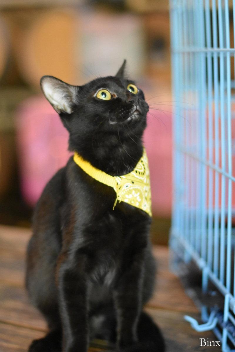 Enlarge Binx, a Adoptable Domestic Medium Hair in Montgomery, TX image 3/3