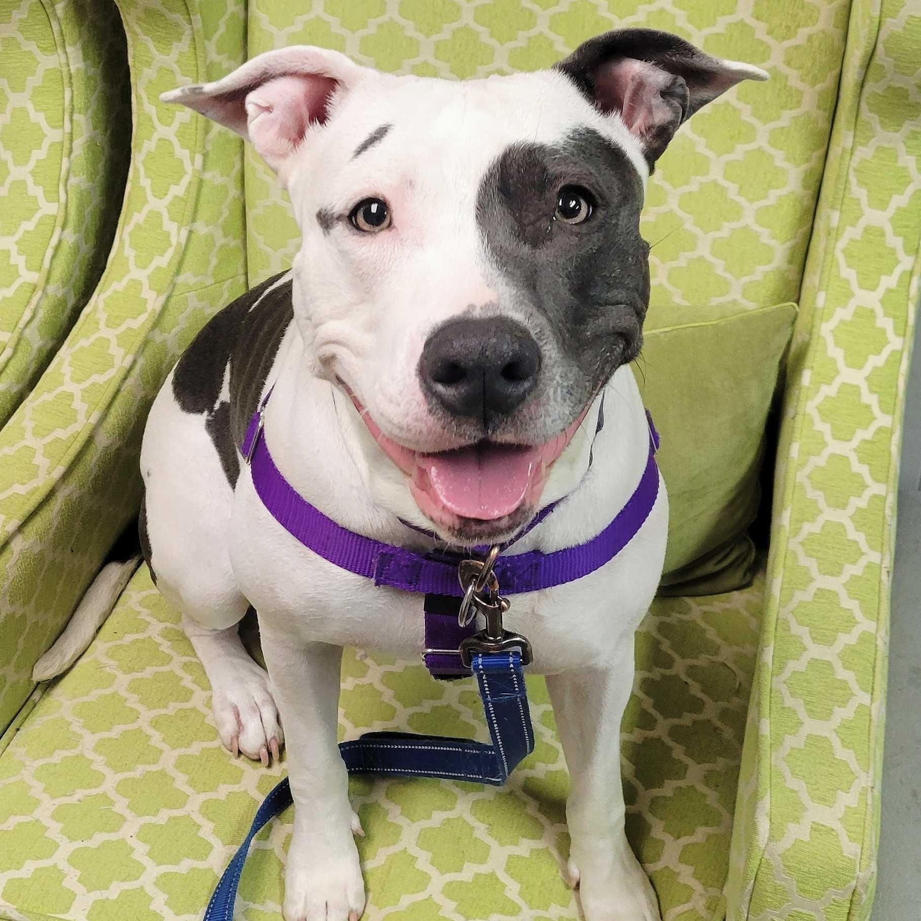 Zayla, Adoptable, Adult Female American Bully.