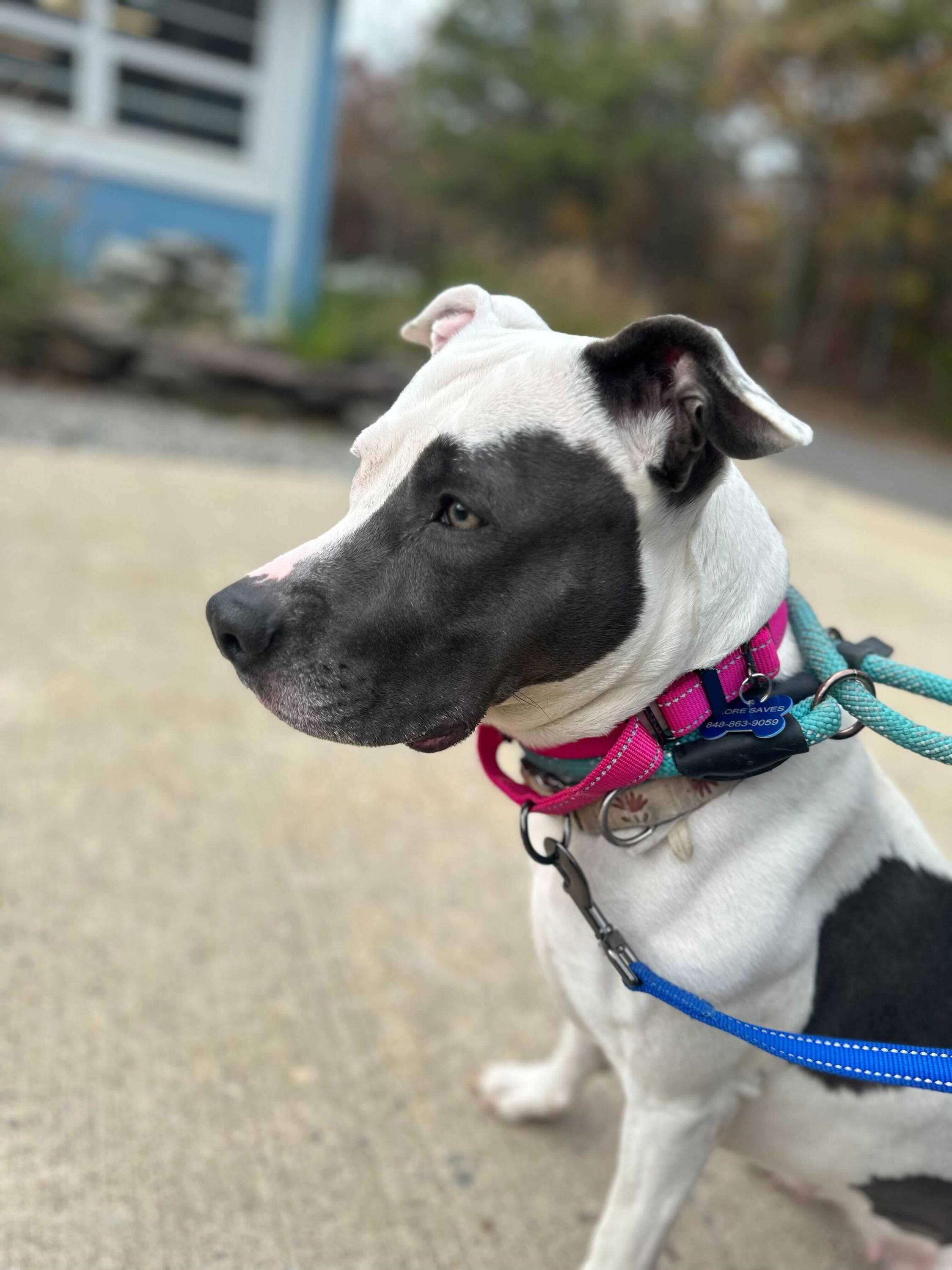 Zayla, a Adoptable mixed breed in farmingdale, NJ image 1/2