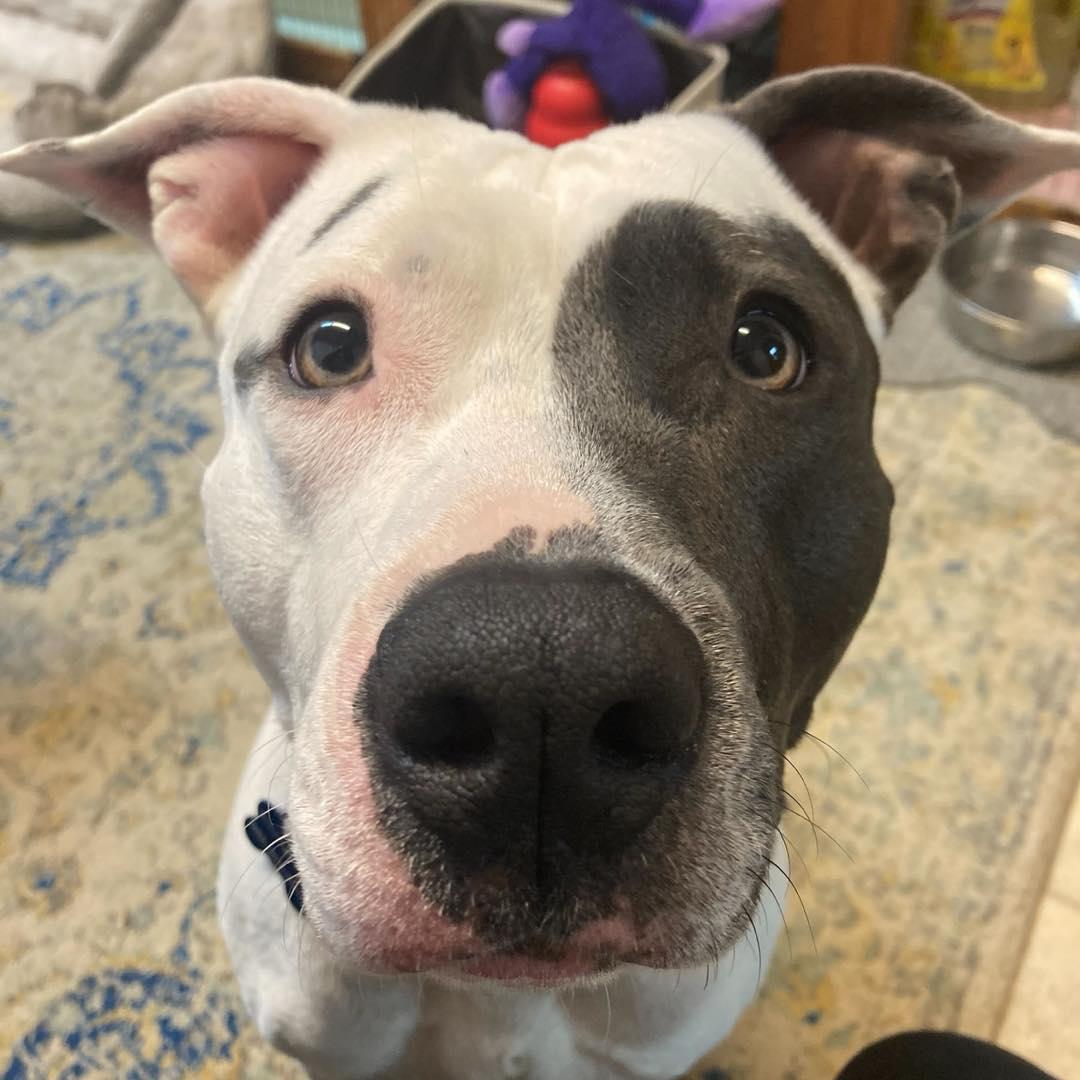 Enlarge Zayla, a Adoptable mixed breed in farmingdale, NJ image 1/4