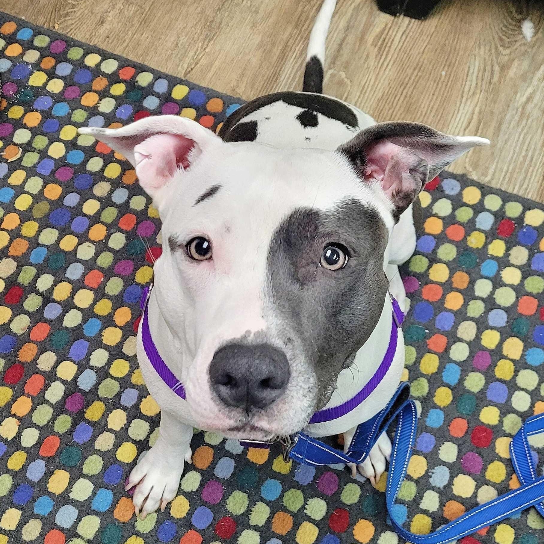 Enlarge Zayla, a Adoptable mixed breed in farmingdale, NJ image 5/5