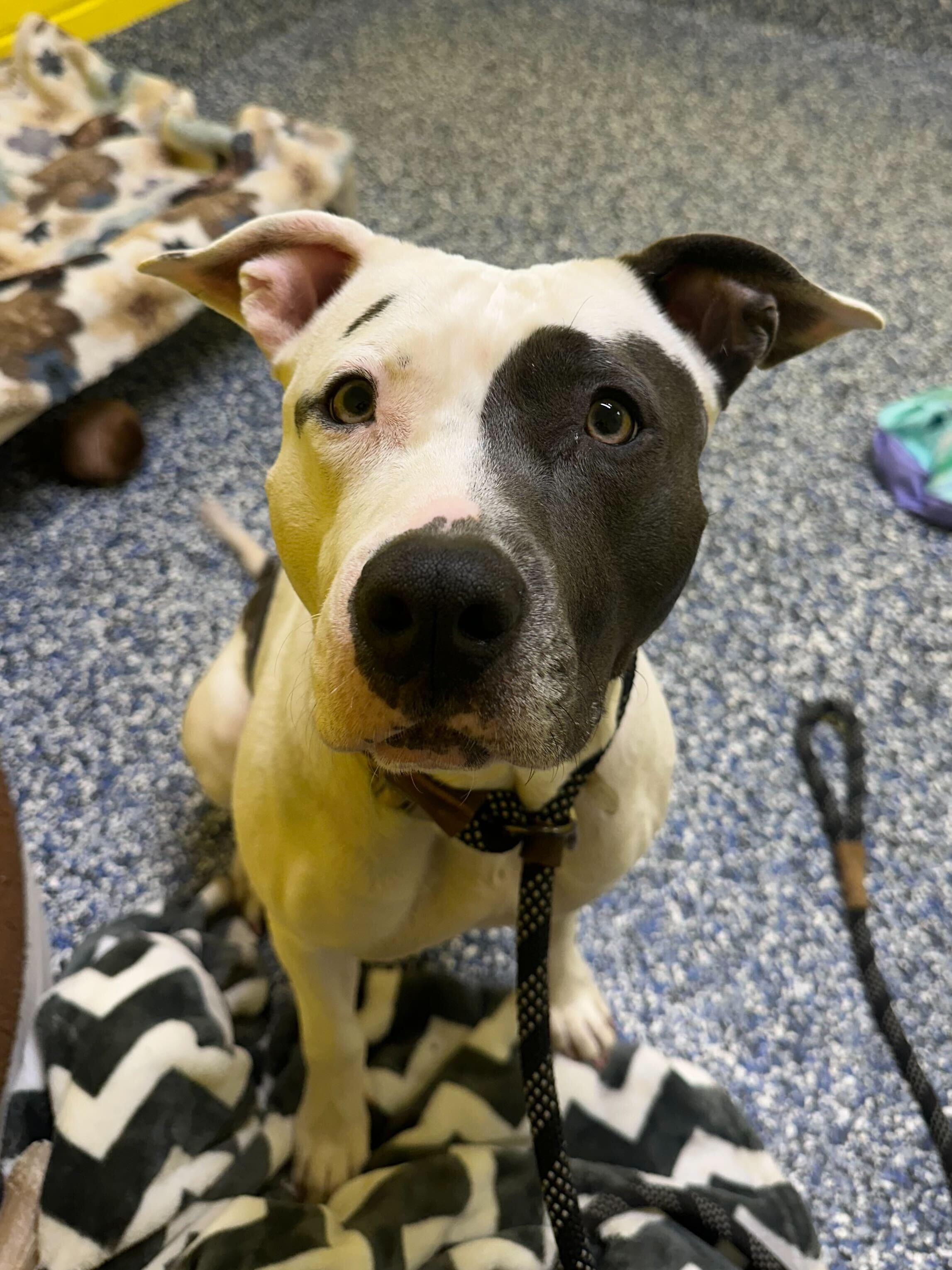 Zayla, a Adoptable mixed breed in farmingdale, NJ image 2/2