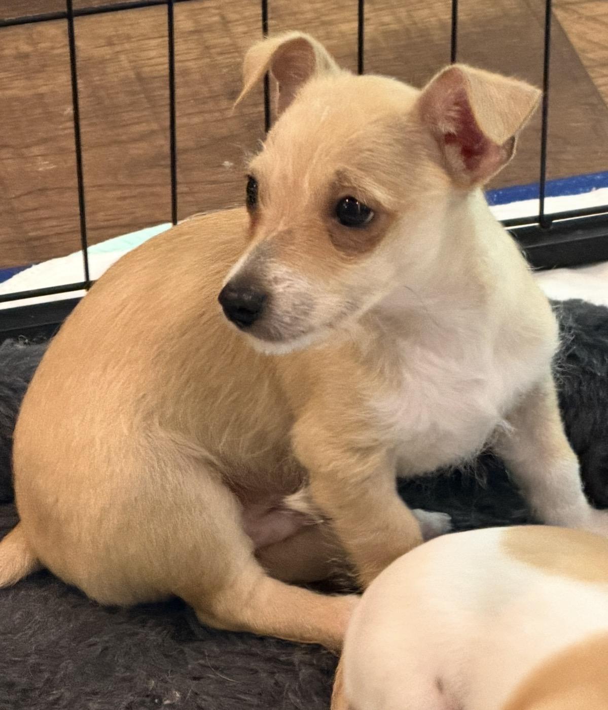 Jonah, a Adoptable mixed breed in Alabaster, AL image 3/6