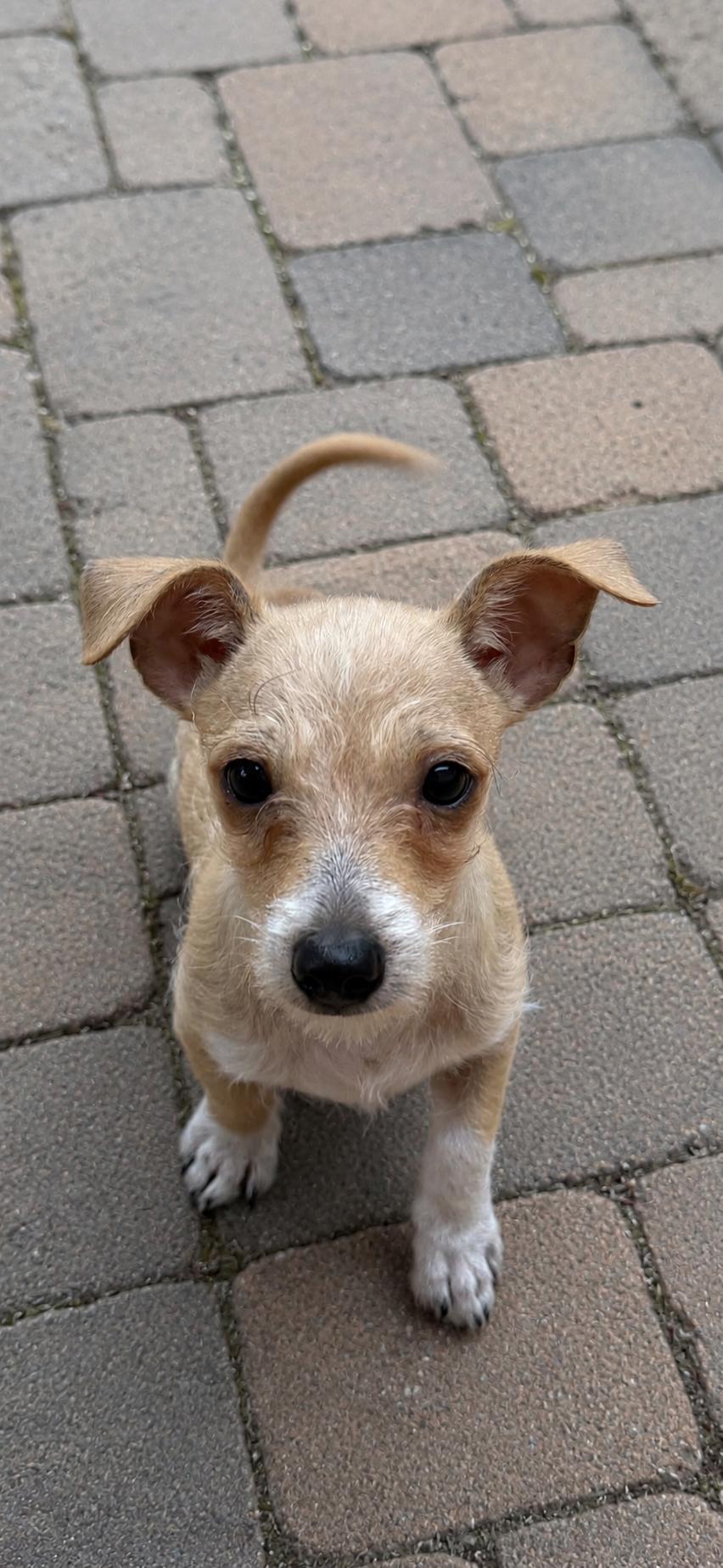 Jonah, a Adoptable mixed breed in Alabaster, AL image 2/6