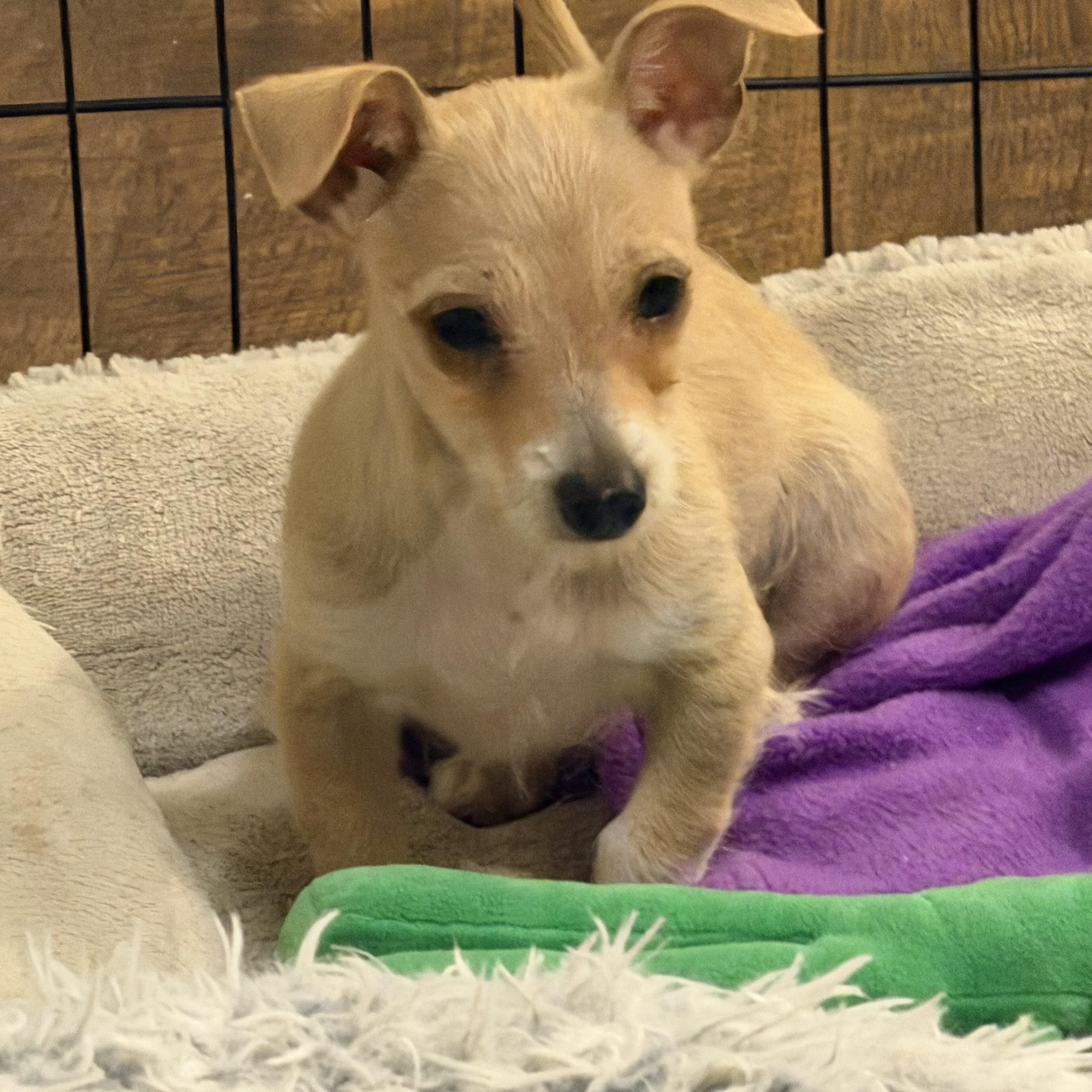 Jonah, Adoptable, Puppy Male Chihuahua & Dachshund.