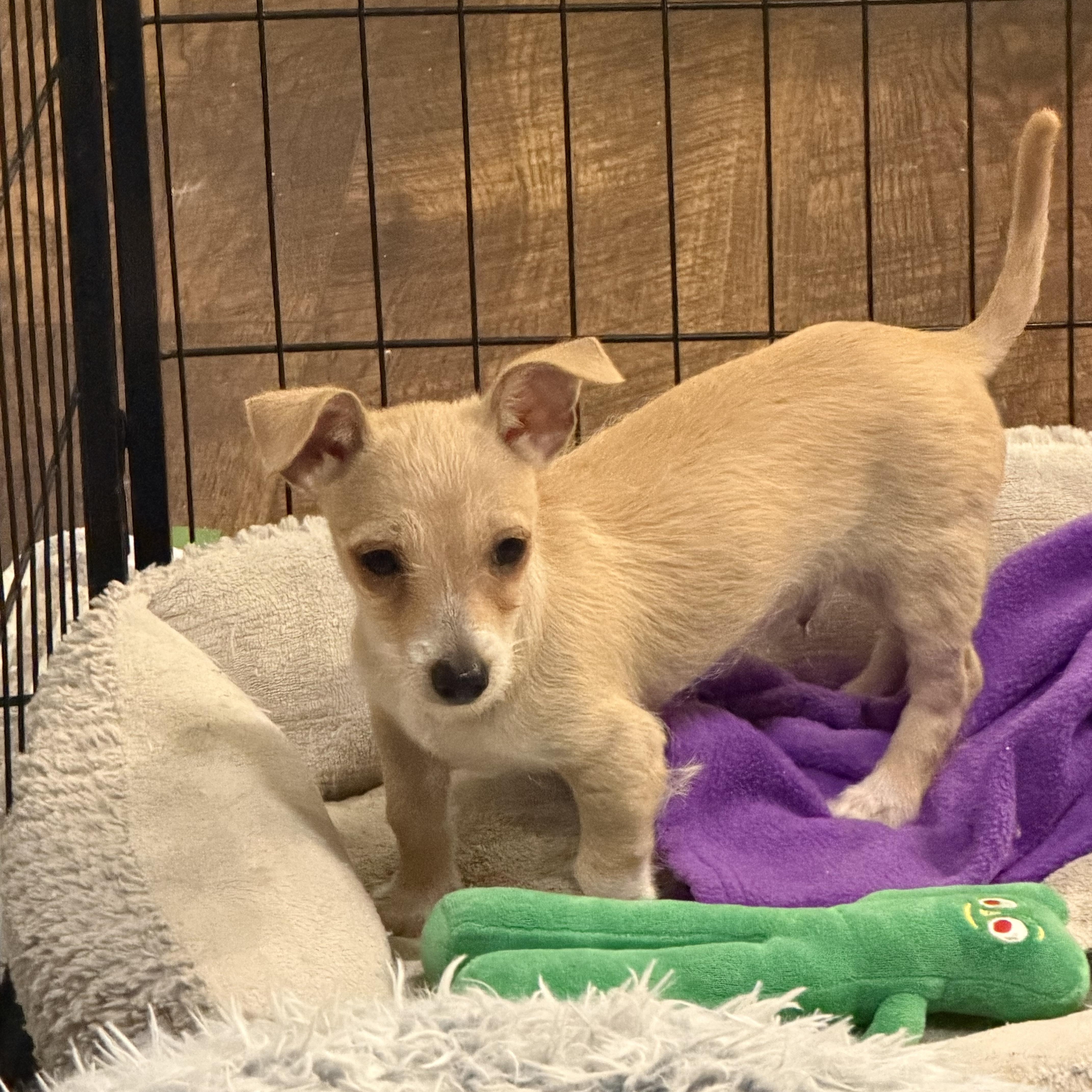 Jonah, a Adoptable mixed breed in Alabaster, AL image 6/6