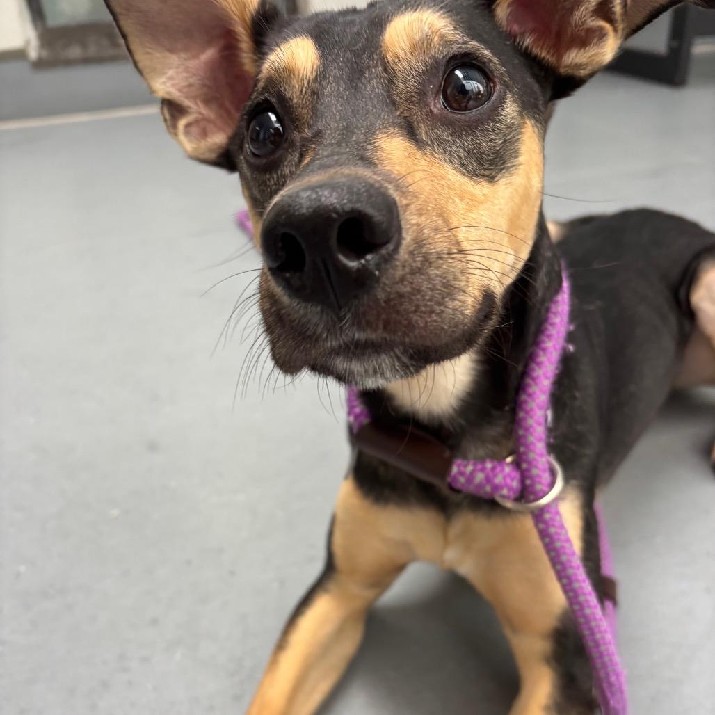 Carmi, Adoptable, Young Female Mixed Breed.