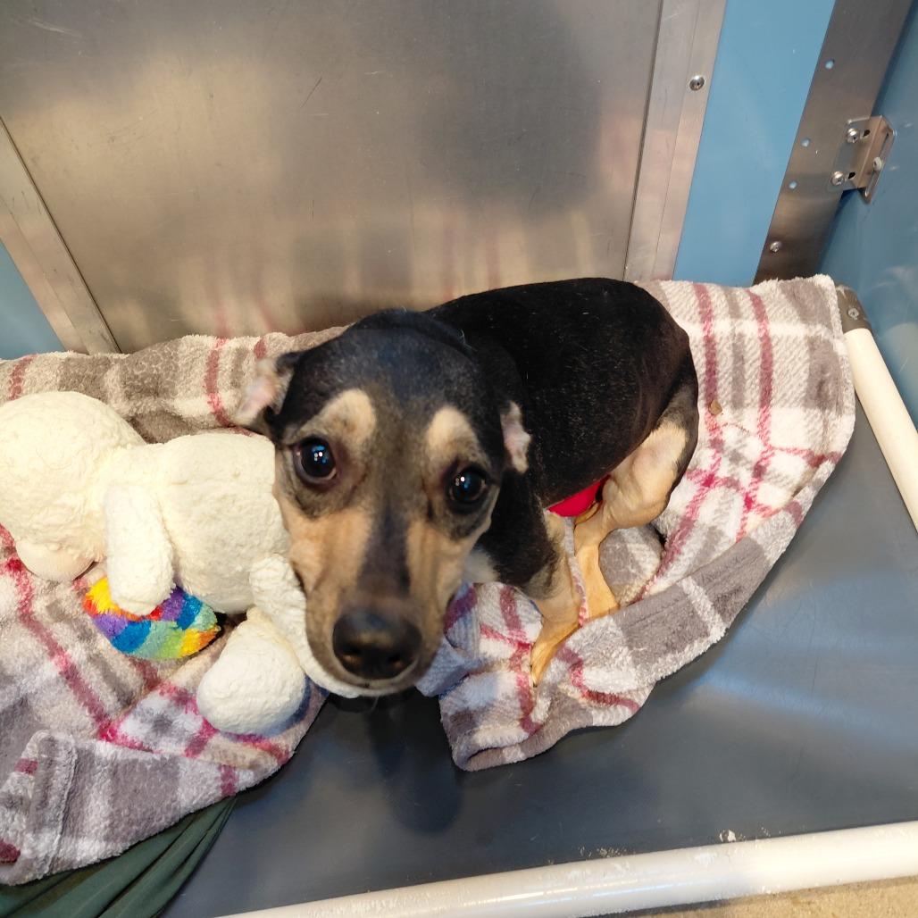Enlarge Carmi, a Adoptable Mixed Breed in Philadelphia, PA image 2/5