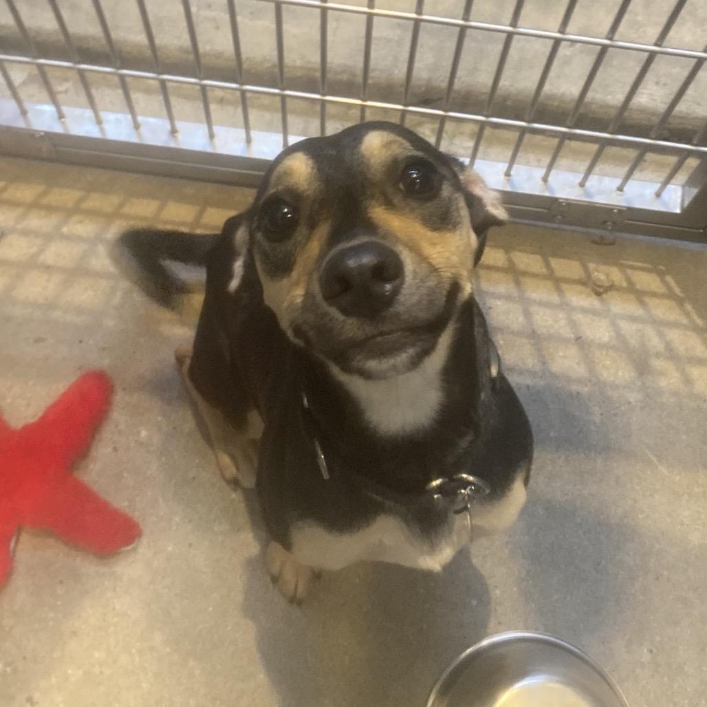 Enlarge Carmi, a Adoptable Mixed Breed in Philadelphia, PA image 3/5