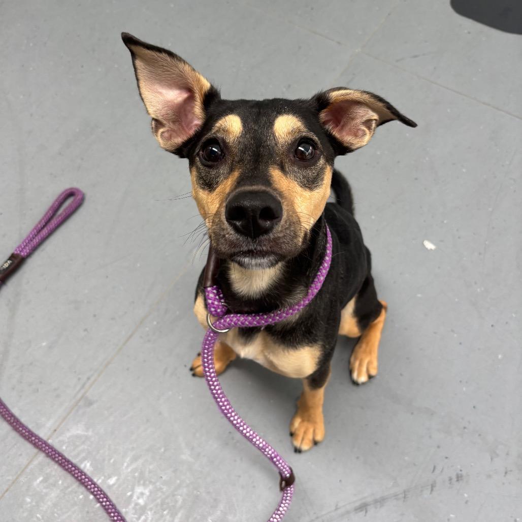 Enlarge Carmi, a Adoptable Mixed Breed in Philadelphia, PA image 4/5