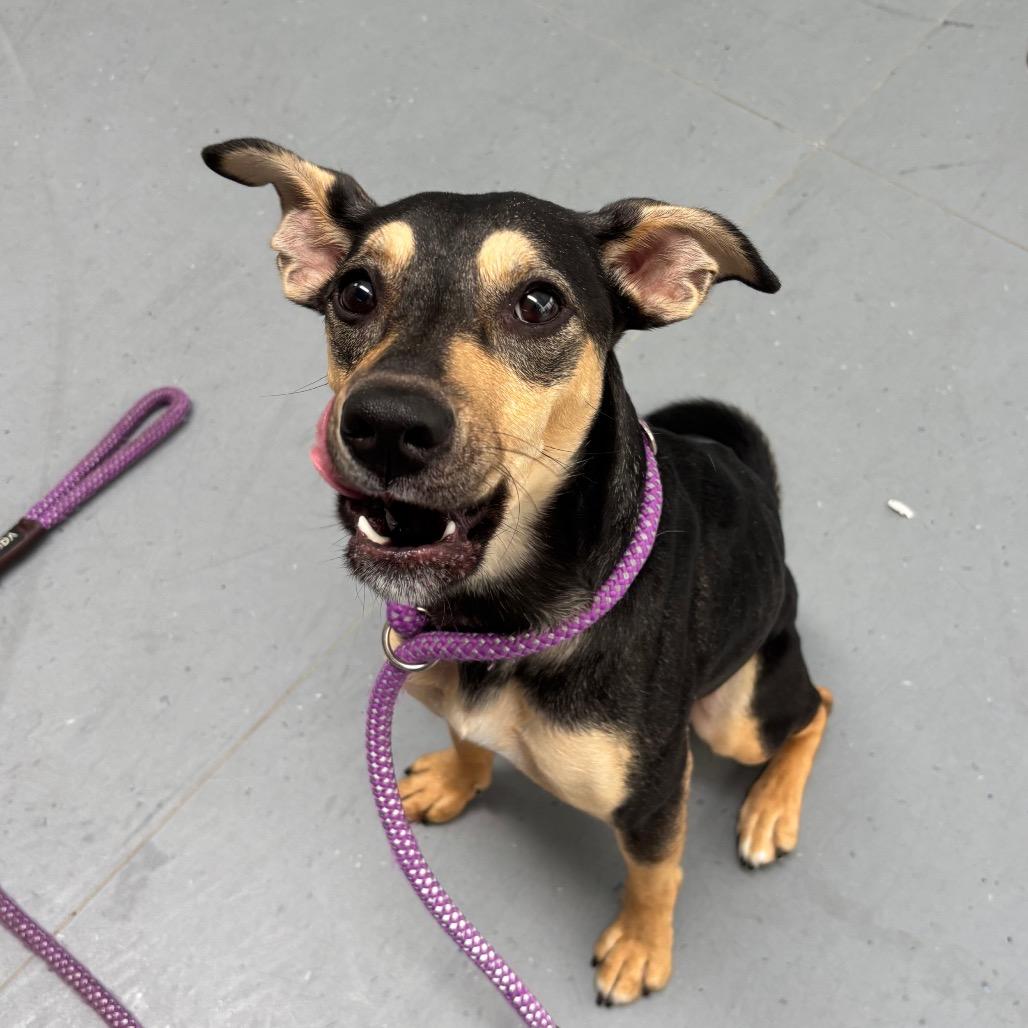 Enlarge Carmi, a Adoptable Mixed Breed in Philadelphia, PA image 5/5