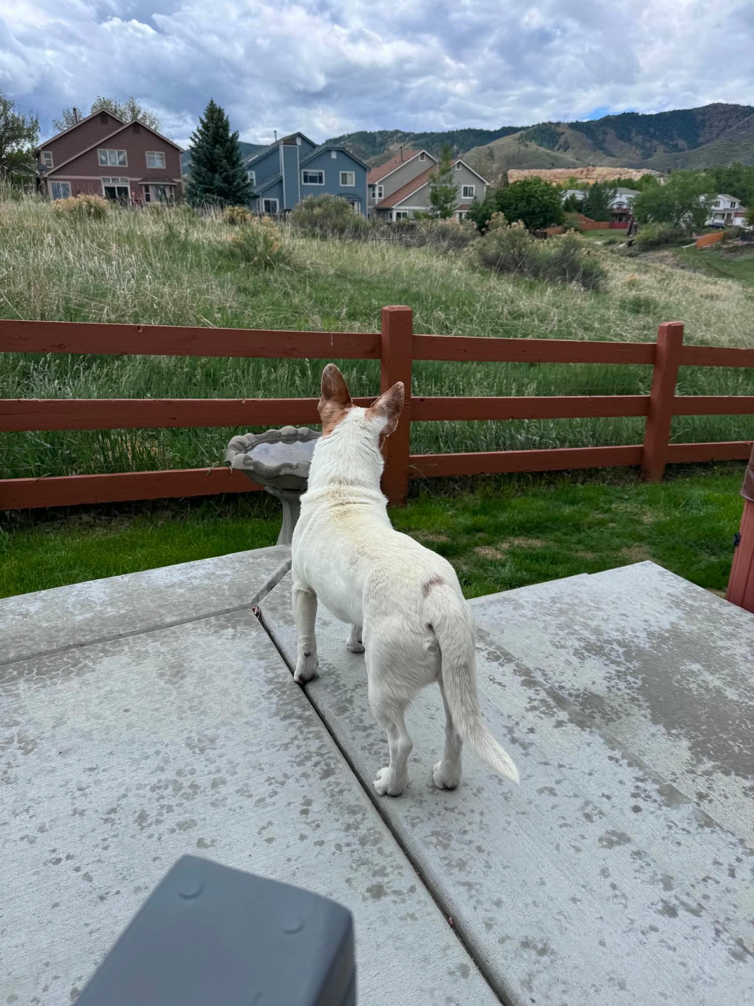 Enlarge Yogi, a Adoptable mixed breed in Parker, CO image 4/5