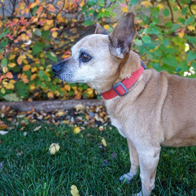 Snickers, Adoptable, Senior Male Chihuahua.