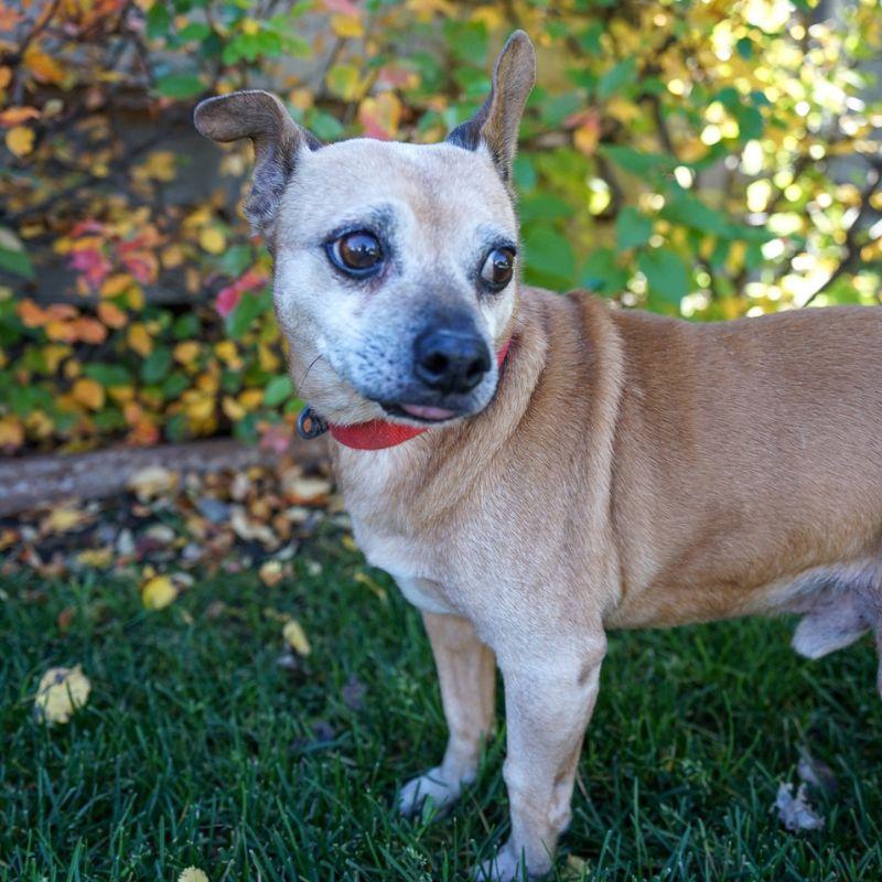 Enlarge Snickers, a Adoptable mixed breed in Jackson, WY image 2/4