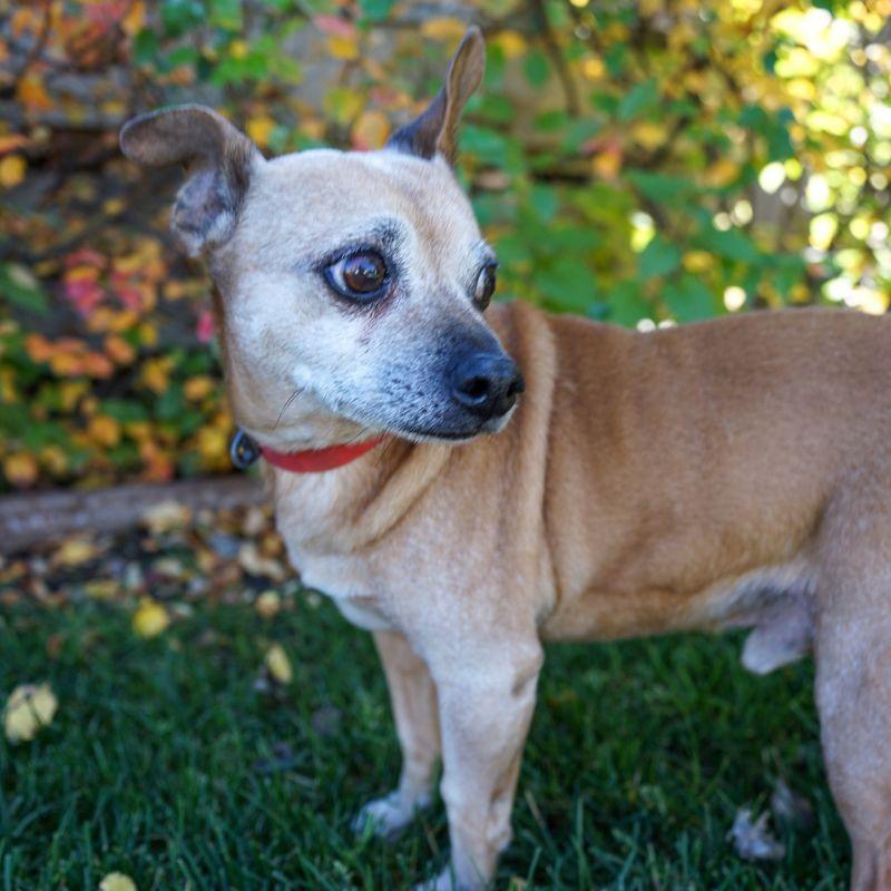 Enlarge Snickers, a Adoptable mixed breed in Jackson, WY image 3/4