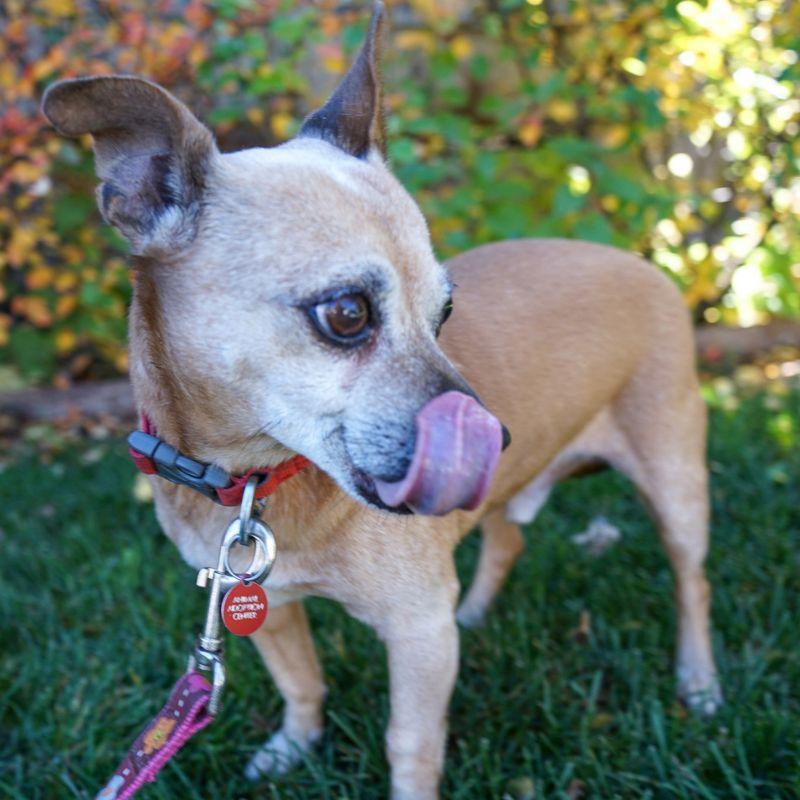 Enlarge Snickers, a Adoptable mixed breed in Jackson, WY image 4/4