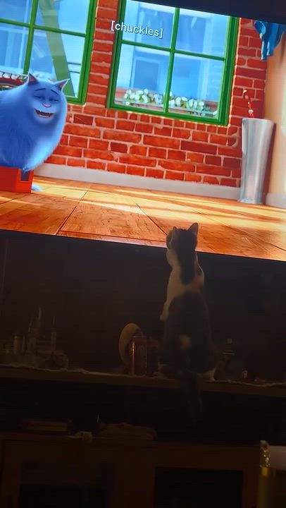 Enlarge Rory, a Adoptable Tabby in Beckley, WV video 2/3