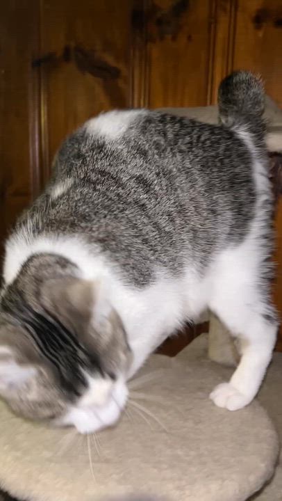 Enlarge Rory, a Adoptable Tabby in Beckley, WV video 3/3
