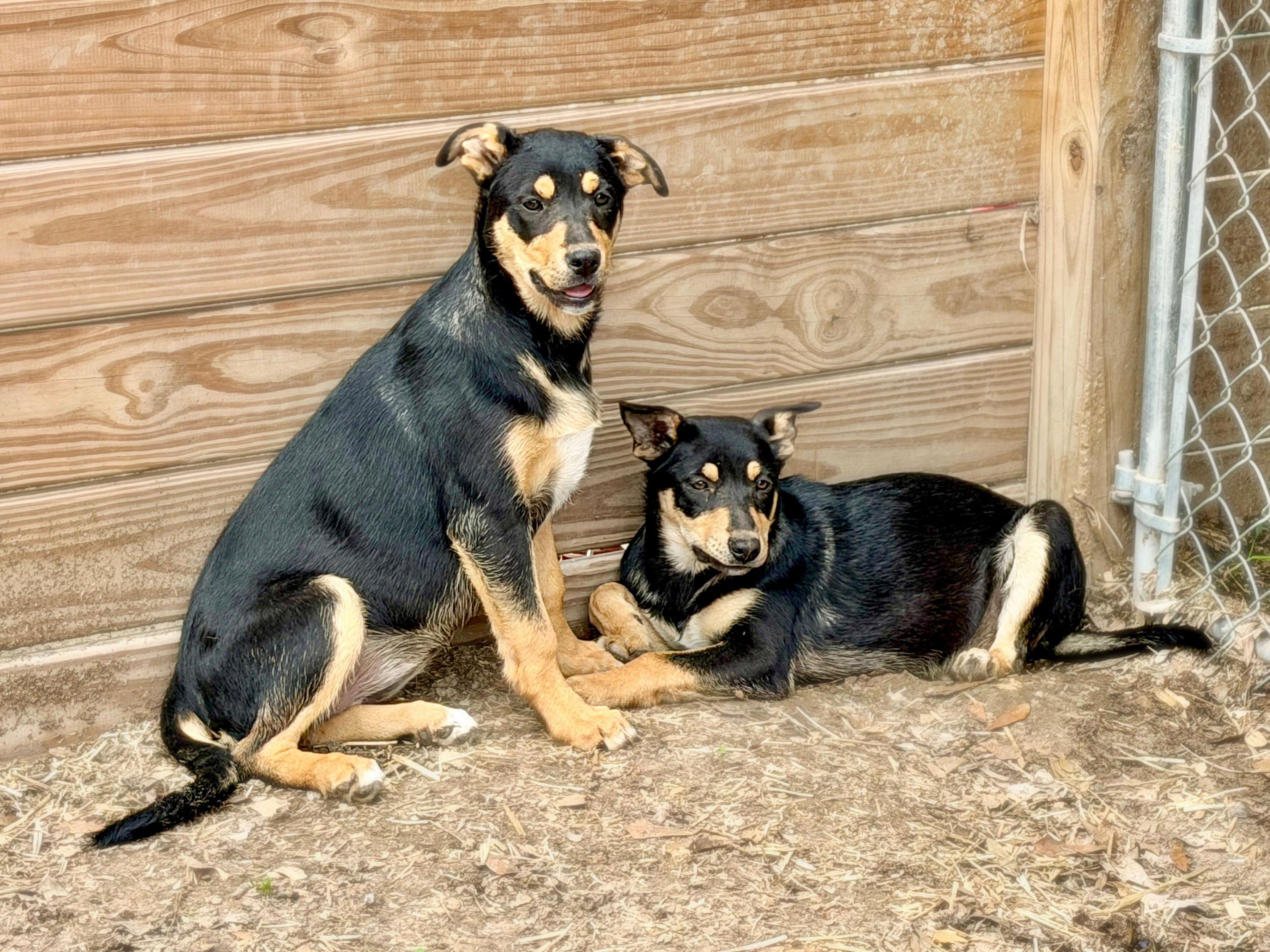 Enlarge Mandy, a ADOPTABLE Mixed Breed in Livingston, TX image 2/4