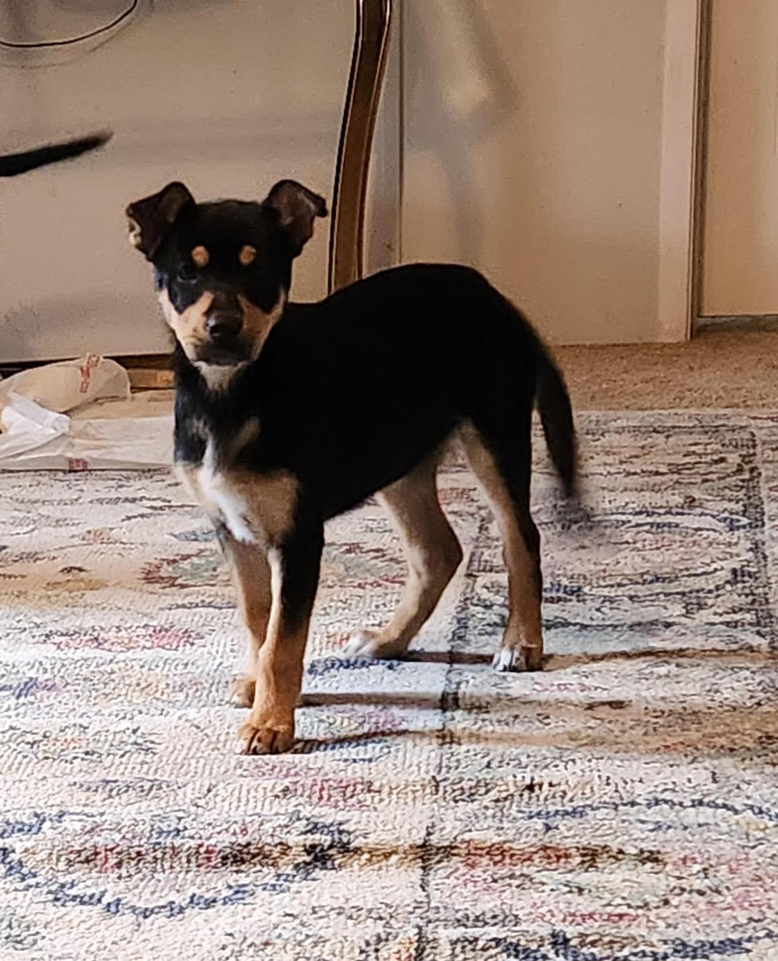 Enlarge Mandy, a ADOPTABLE Mixed Breed in Livingston, TX image 4/4