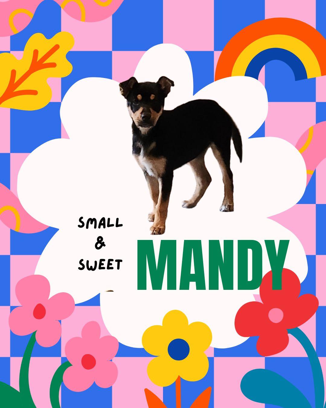 Enlarge Mandy, a ADOPTABLE Mixed Breed in Livingston, TX image 3/4
