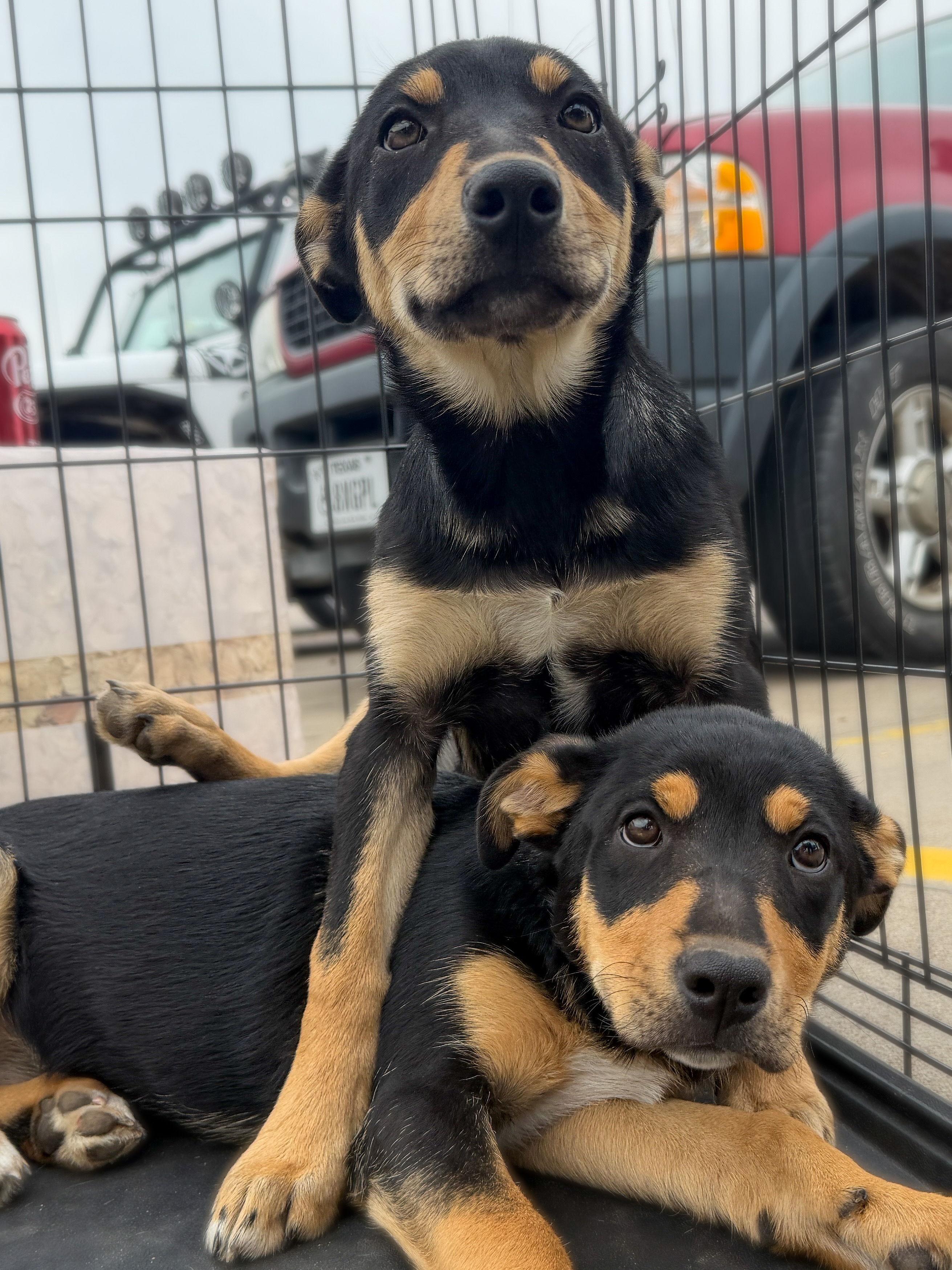 Mandy, ADOPTABLE, Young Female Mixed Breed.