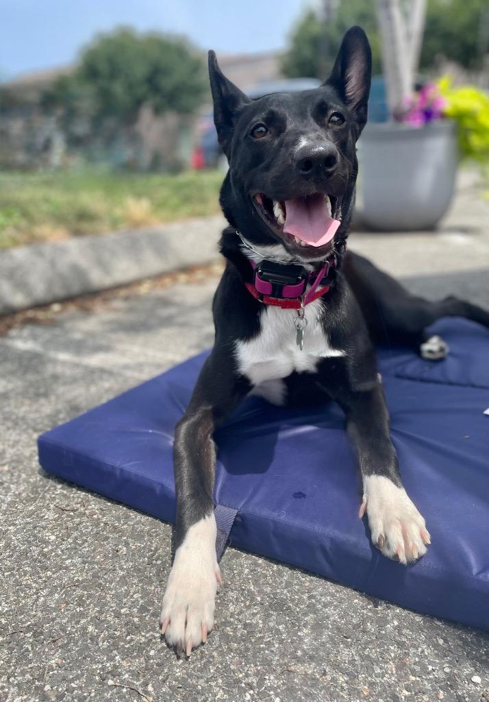 Enlarge Shelby -  LOCAL, a Adoptable mixed breed in Princeton, MA image 1/6