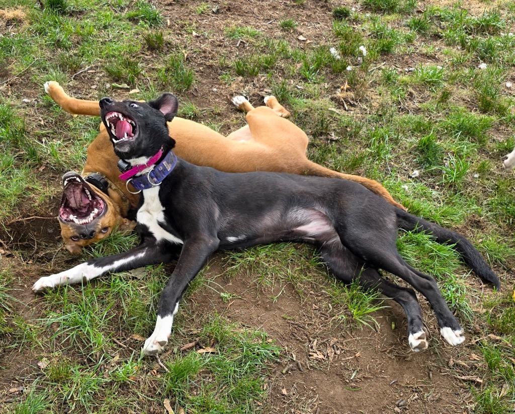 Enlarge Shelby -  LOCAL, a Adoptable mixed breed in Princeton, MA image 2/6