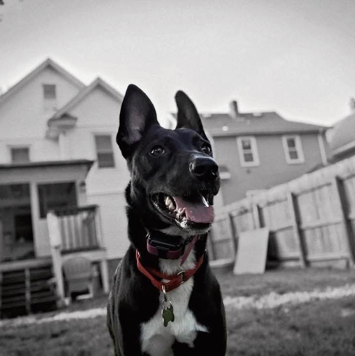 Enlarge Shelby -  LOCAL, a Adoptable mixed breed in Princeton, MA image 3/6