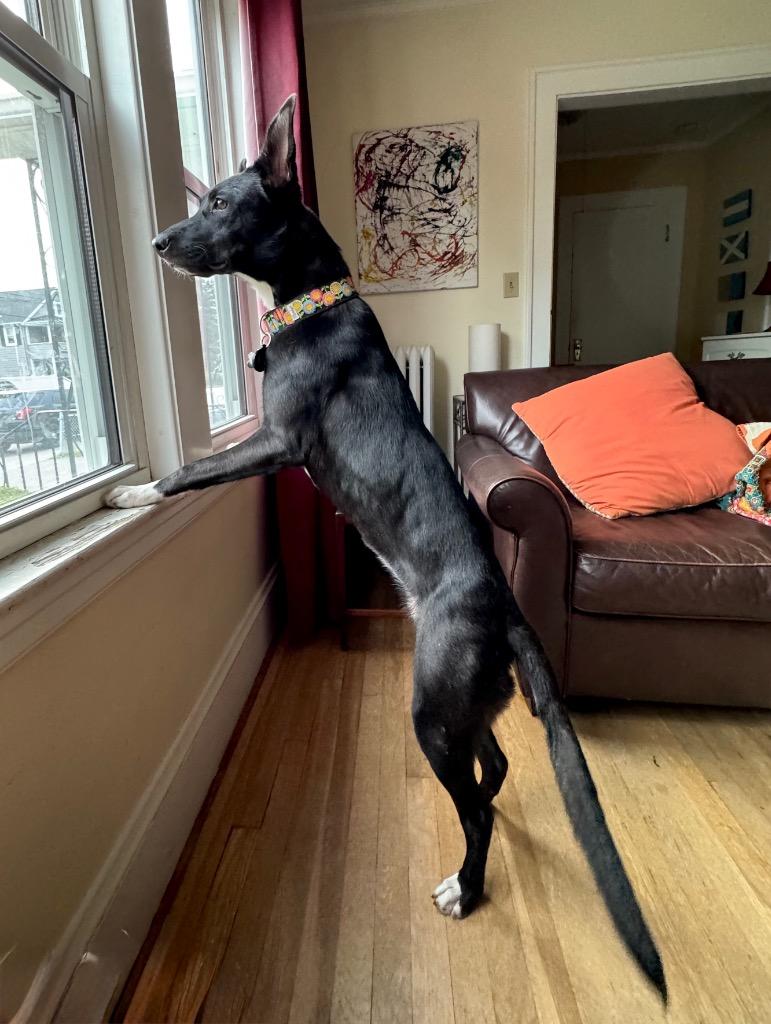 Enlarge Shelby -  LOCAL, a Adoptable mixed breed in Princeton, MA image 5/6