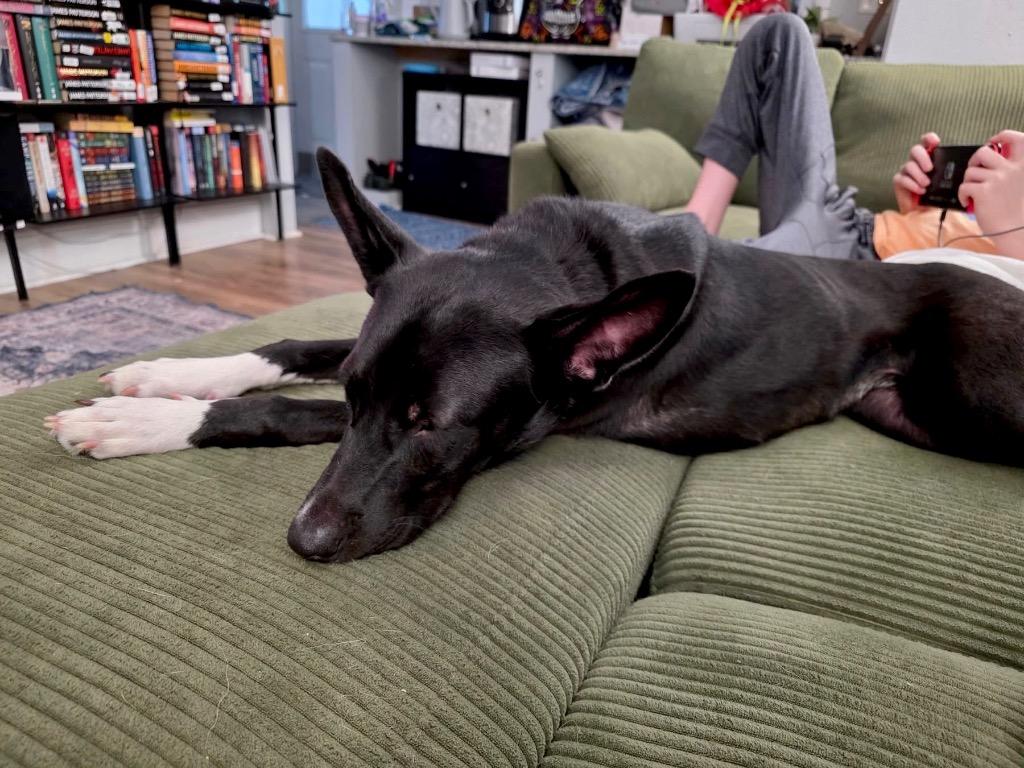 Shelby - LOCAL, a Adoptable mixed breed in Princeton, MA image 5/6