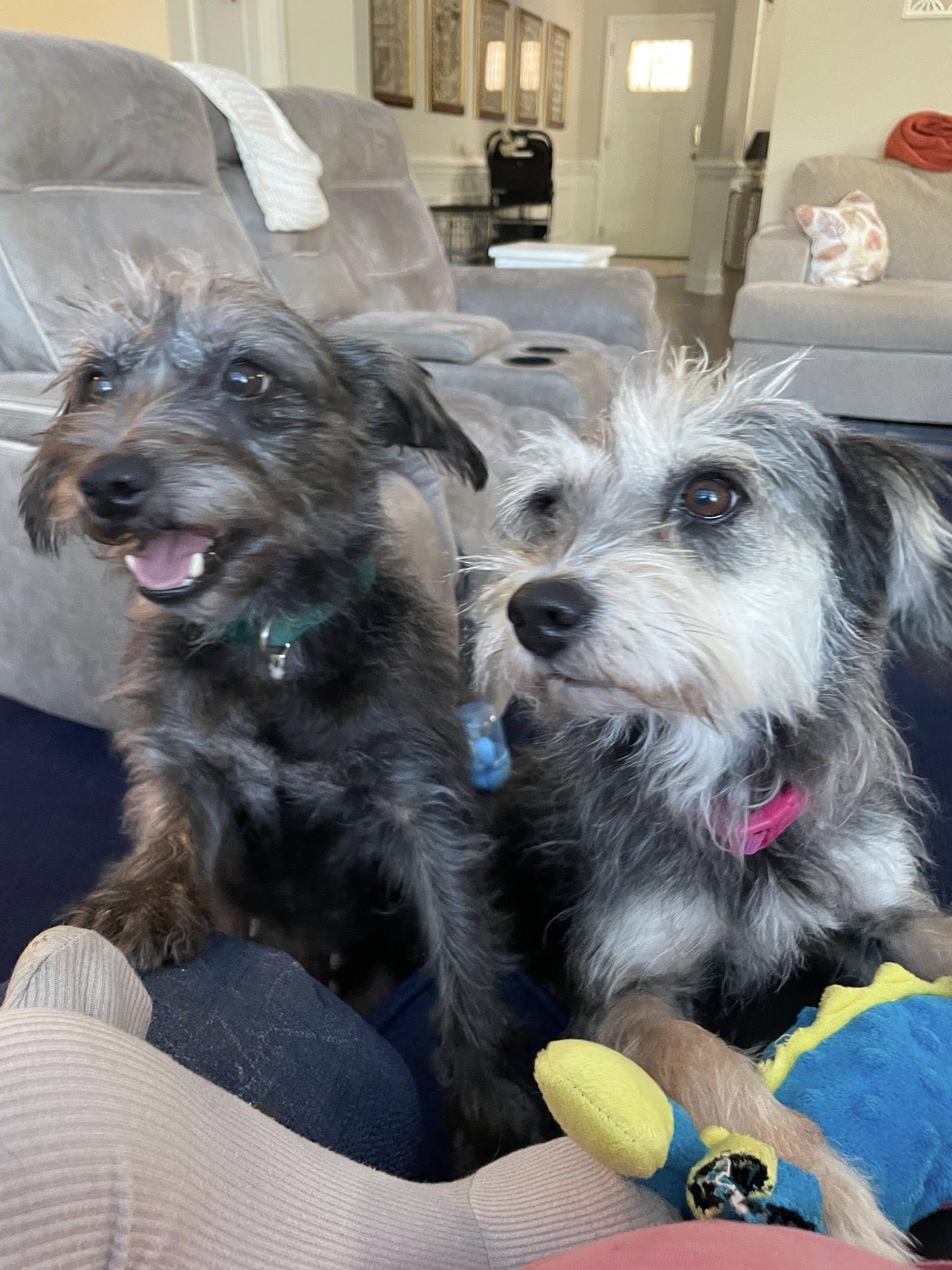 Laverne and Shirley (single or together)