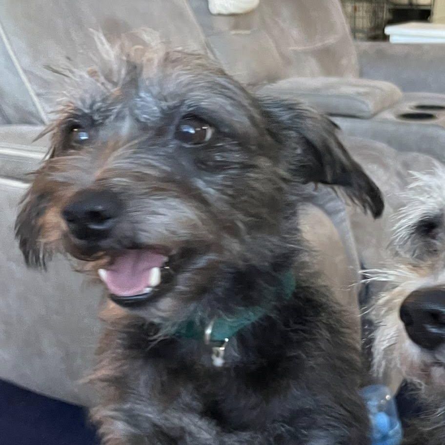 Laverne , a Adoptable mixed breed in Matthews, NC image 1/6