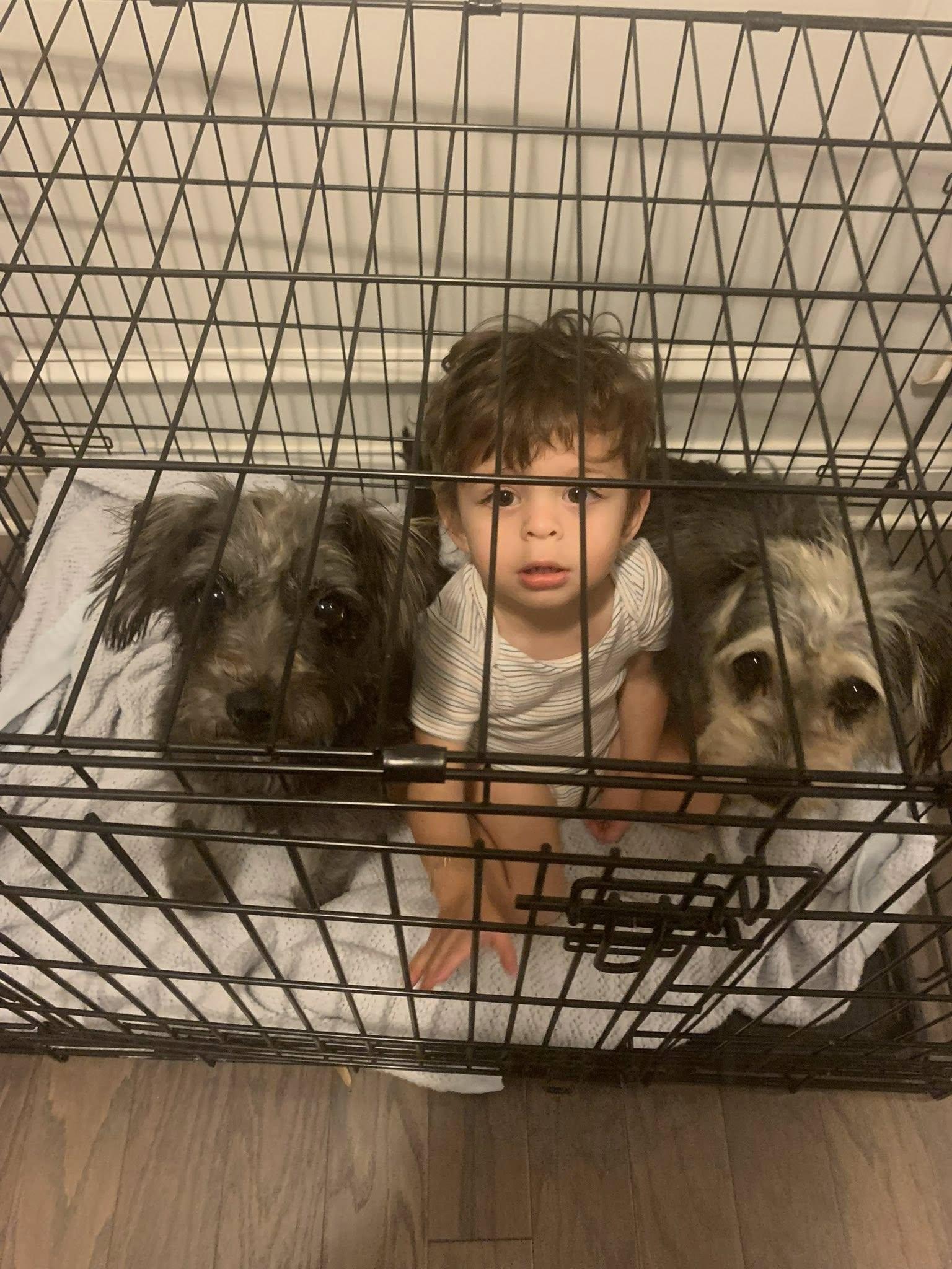 Laverne and Shirley (single or together), a Adoptable mixed breed in Matthews, NC image 2/6