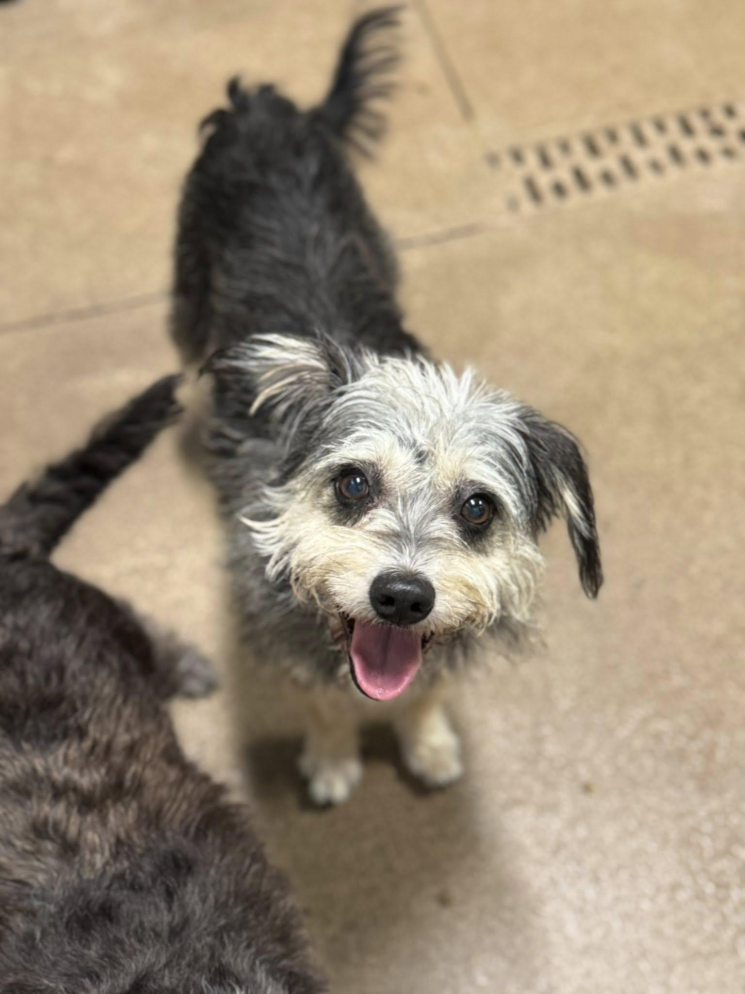 Laverne and Shirley (single or together), Adoptable, Adult Female Miniature Schnauzer.