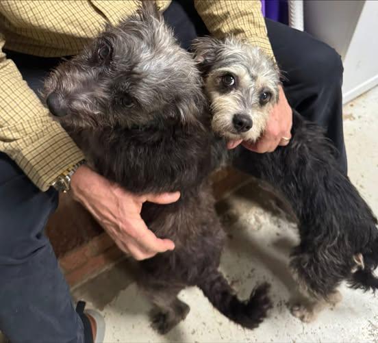 Laverne And Shirley thumbnail 4