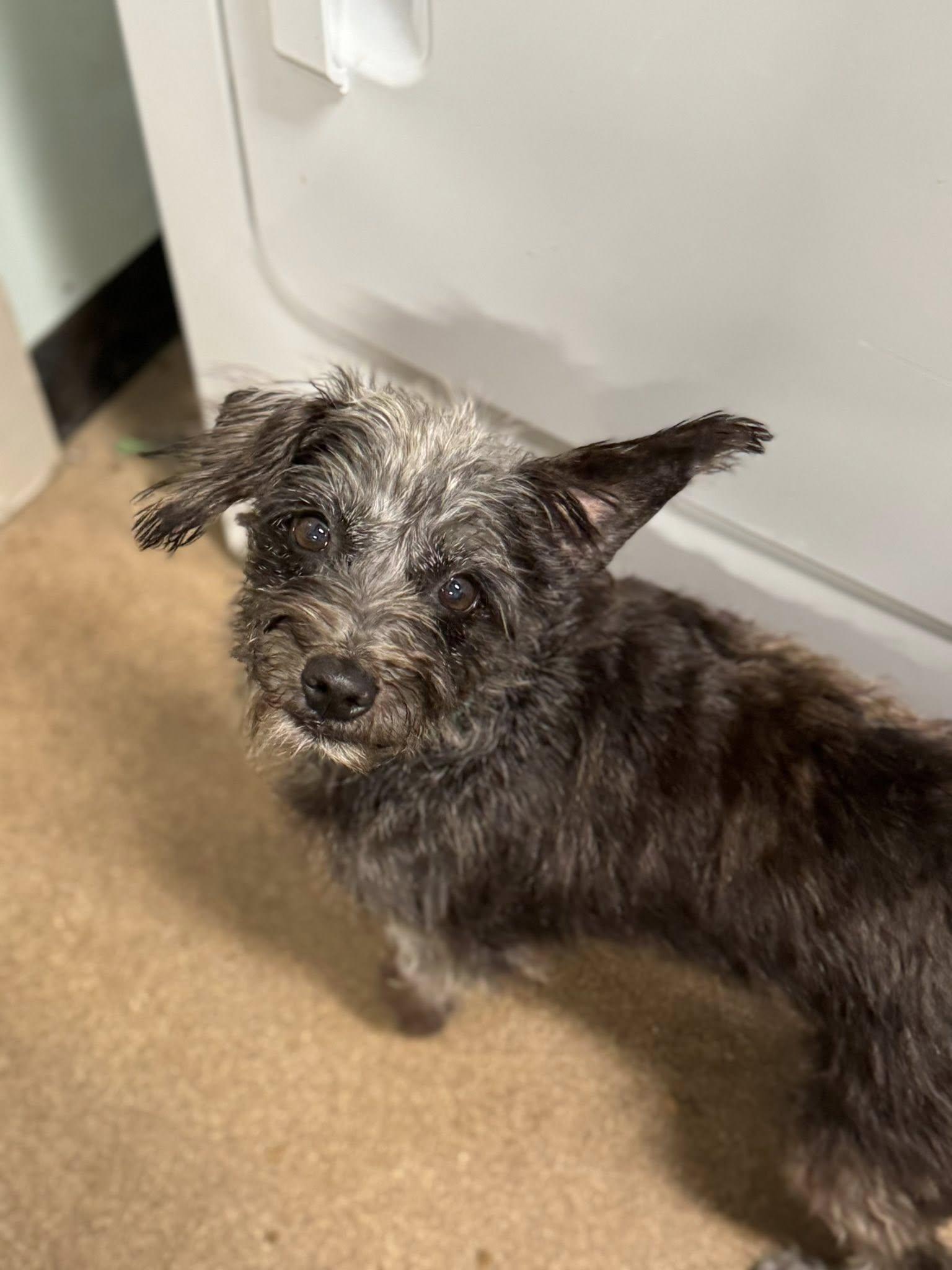 Laverne and Shirley (single or together), a Adoptable mixed breed in Matthews, NC image 5/6