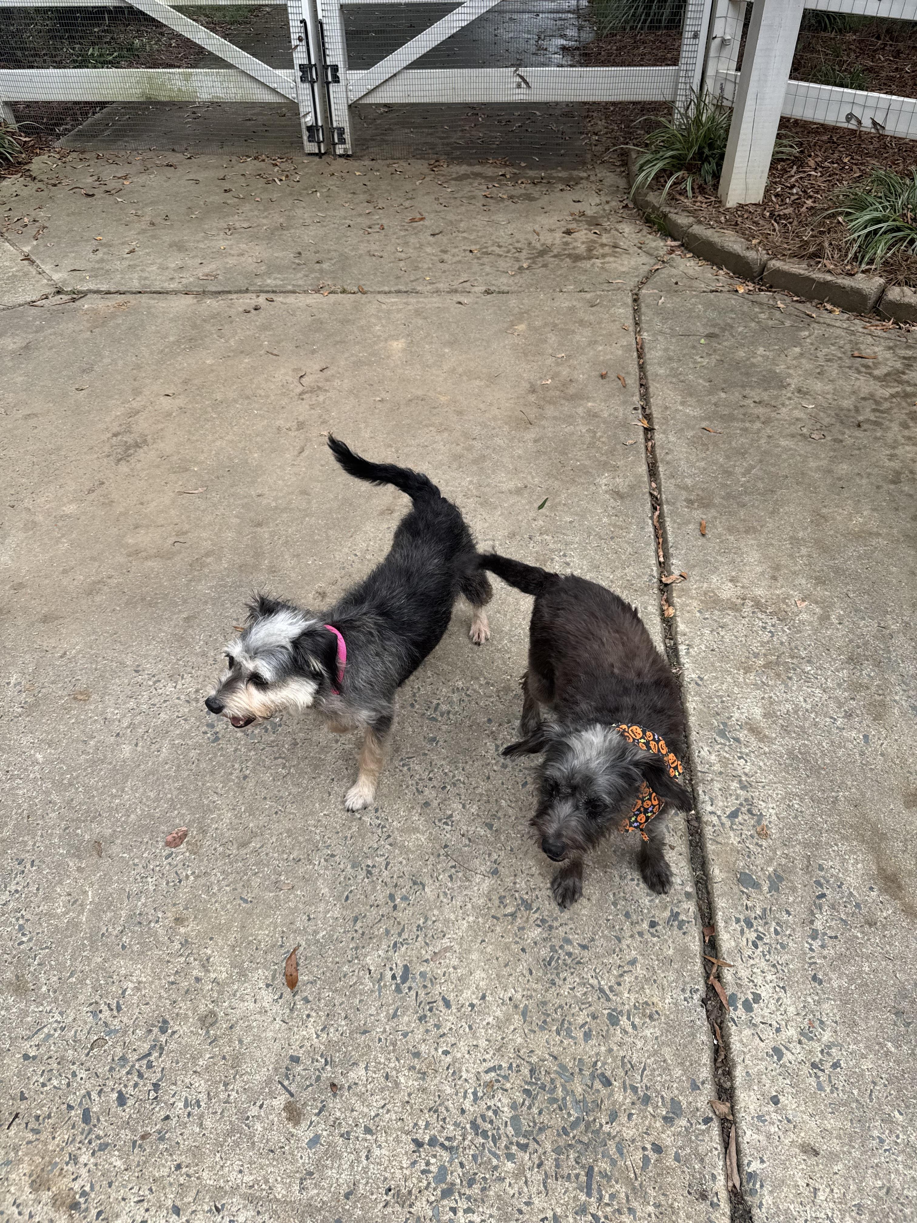 Laverne and Shirley (possibly bonded)