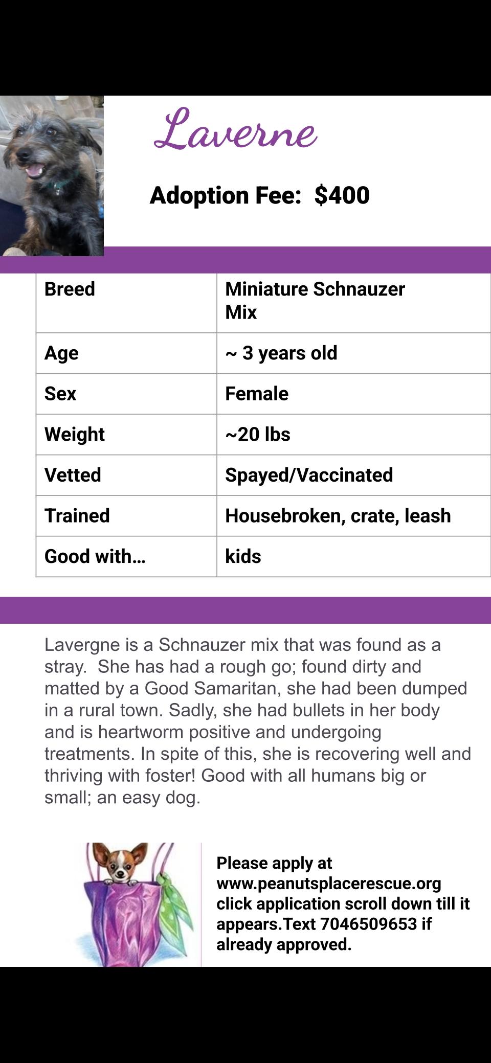 Laverne , a Adoptable mixed breed in Matthews, NC image 6/6