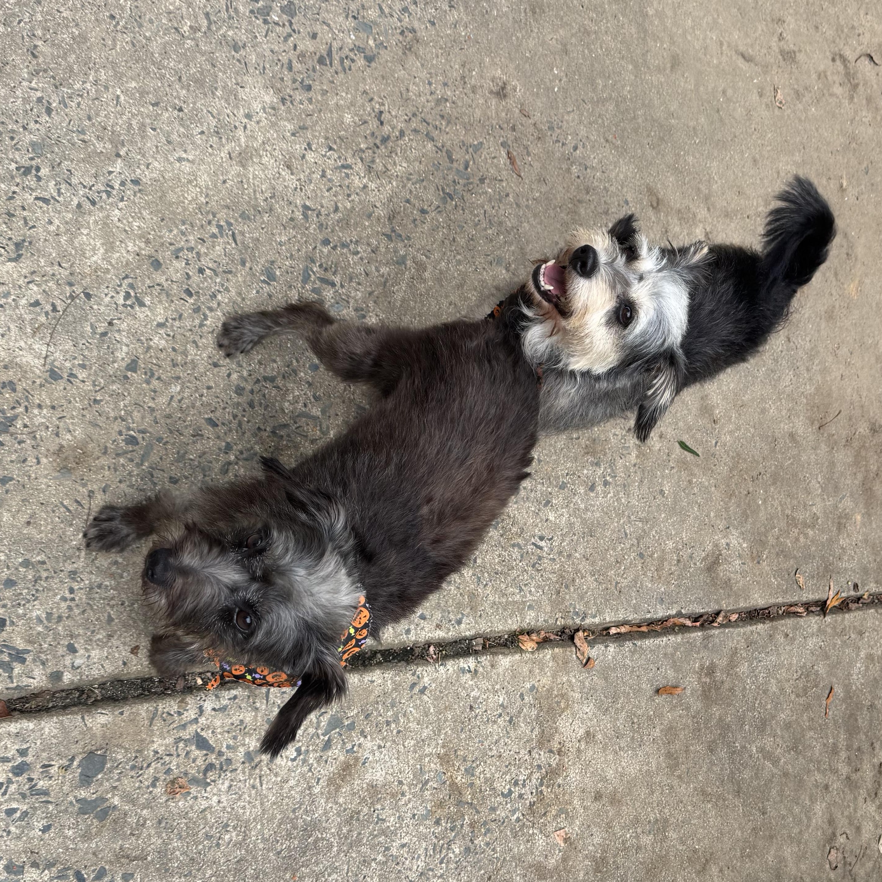 Laverne and Shirley (possibly bonded)