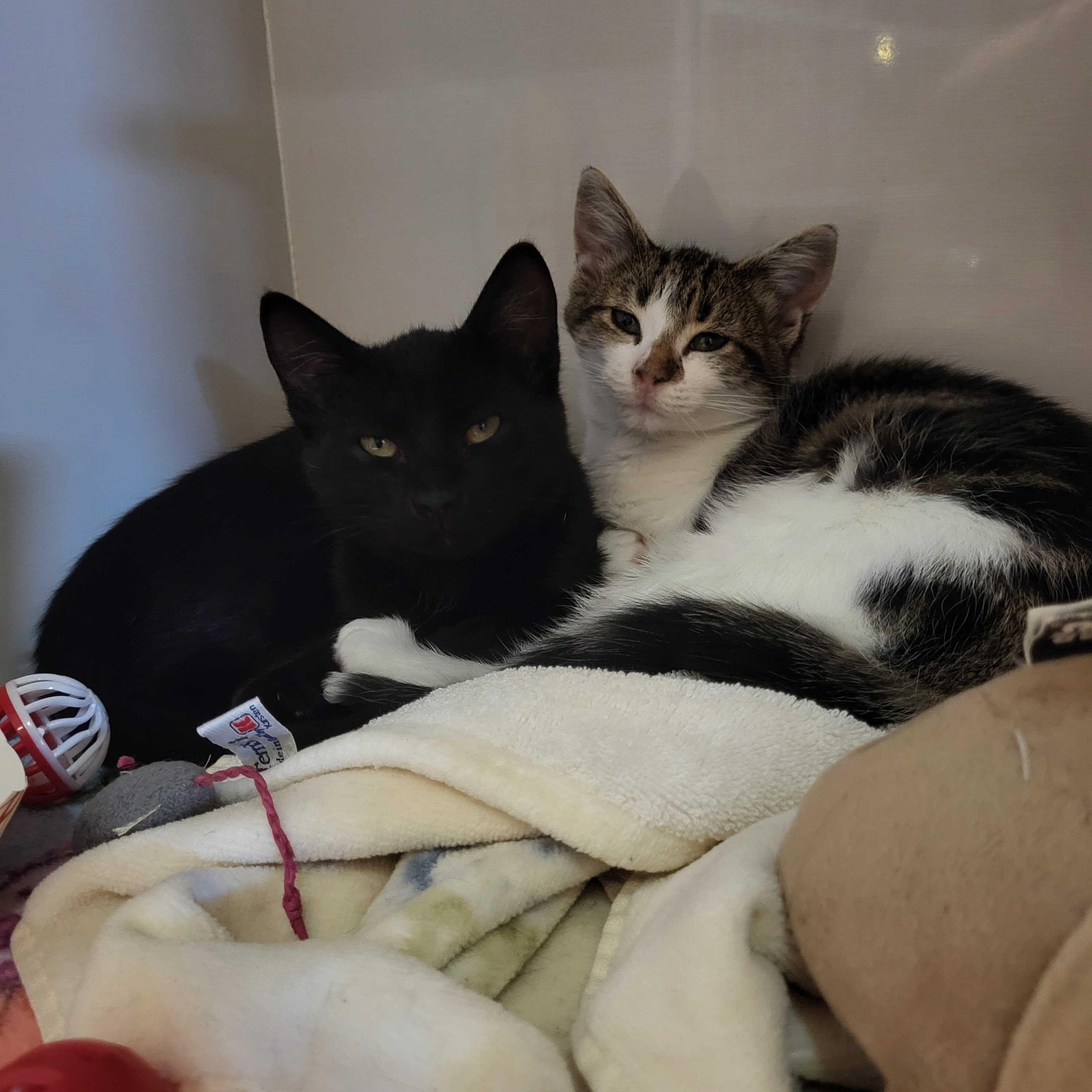 Guinness (bonded to Bud)