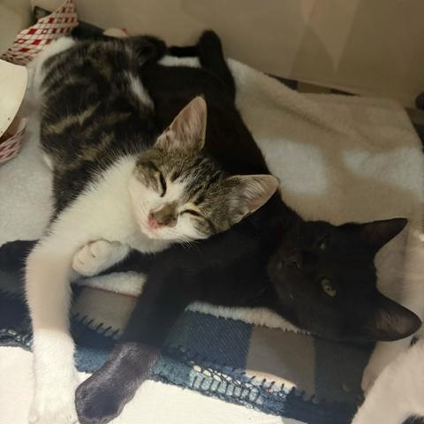 Guinness (bonded to Bud)