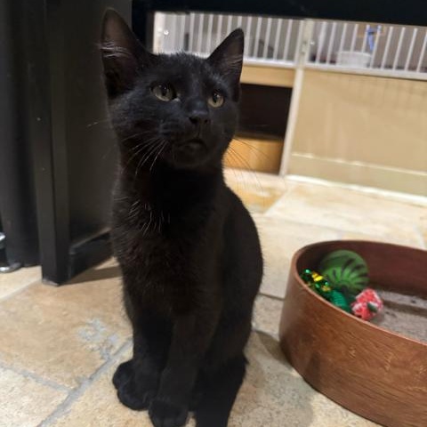 Guinness (bonded to Bud)