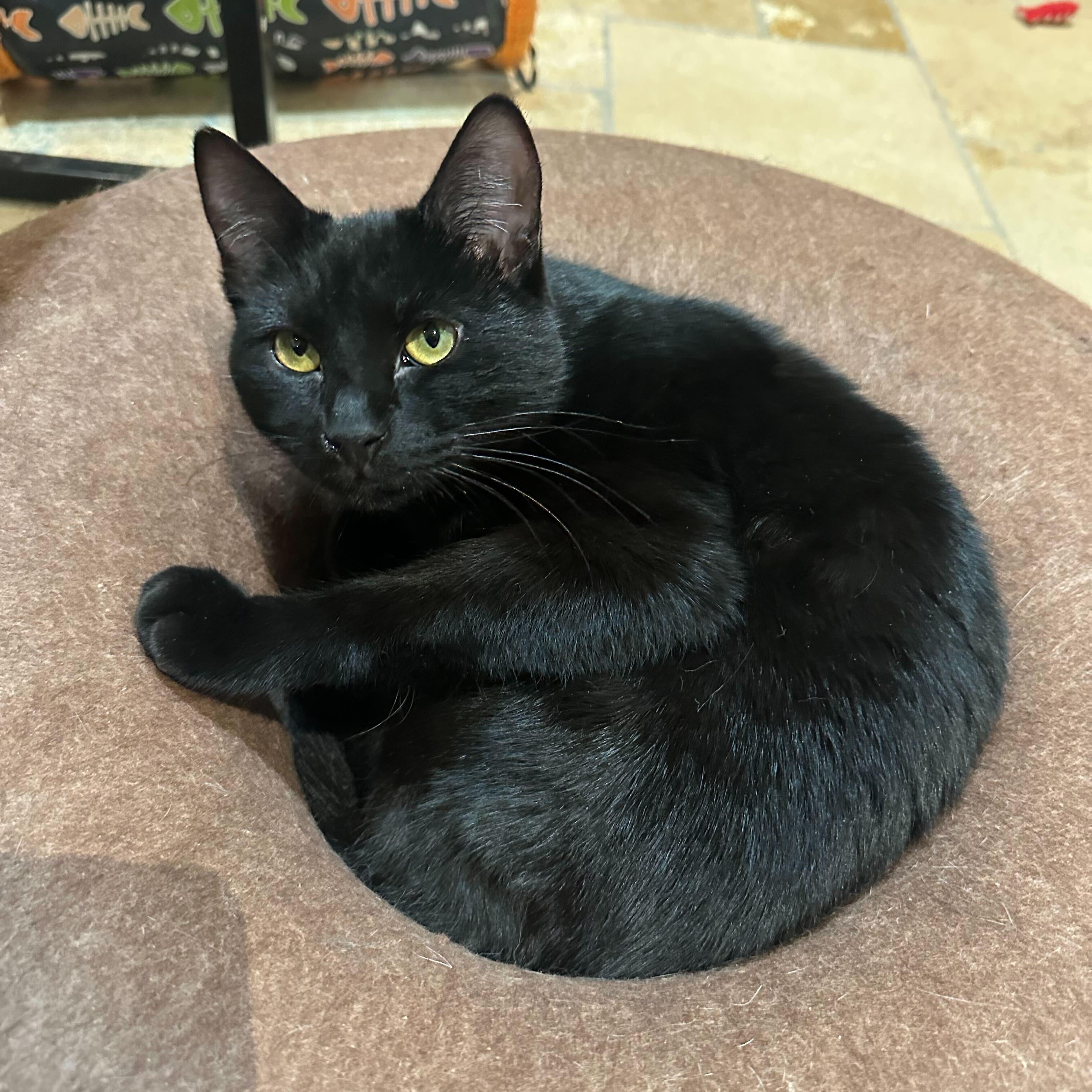 Guinness (bonded to Bud), a Adoptable Domestic Short Hair in East Brunswick, NJ image 3/6