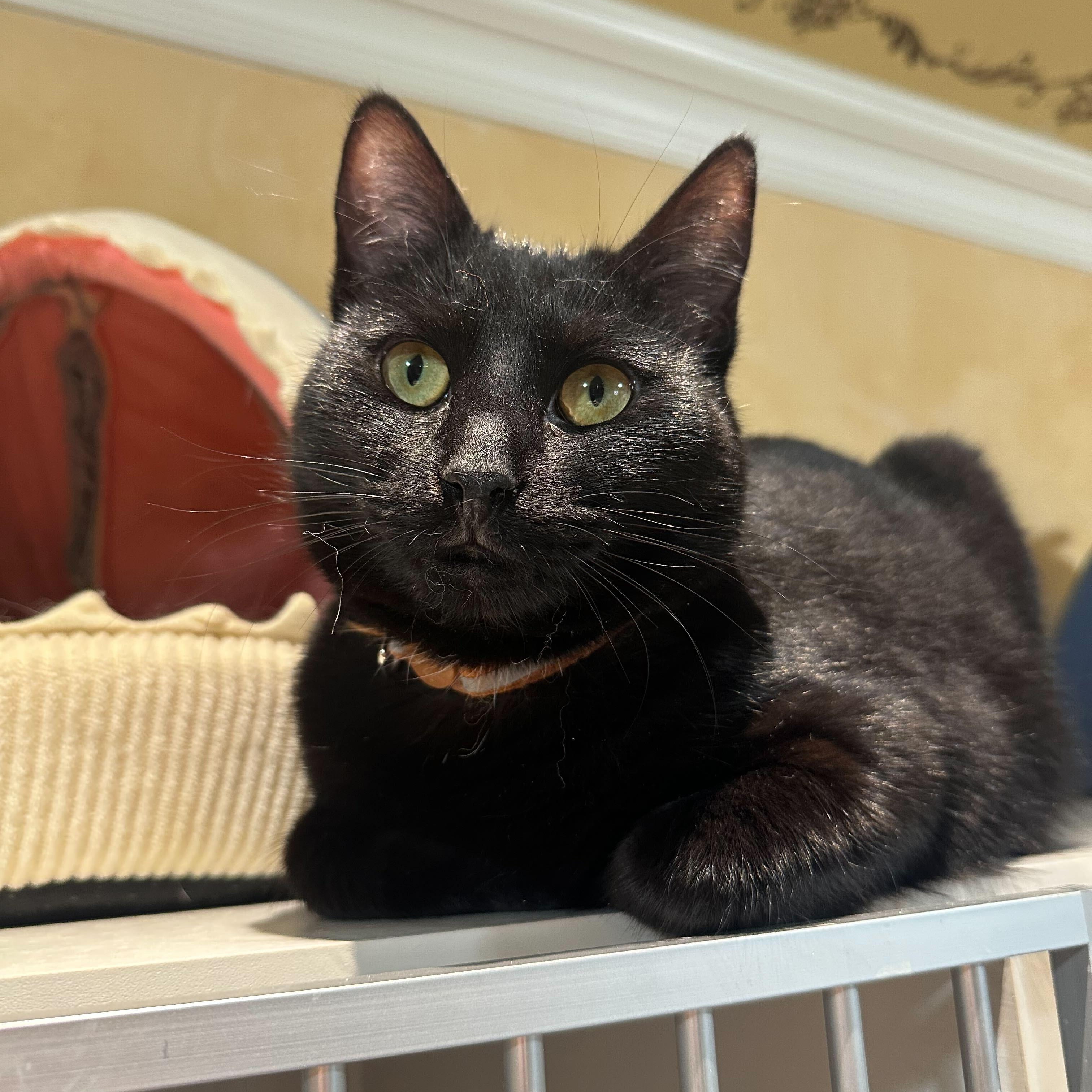 Guinness (bonded to Bud), Adoptable, Kitten Male Domestic Short Hair.