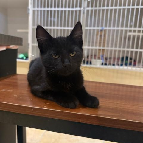 Guinness (bonded to Bud)