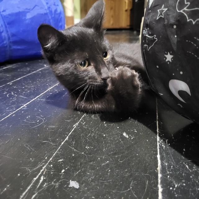 Guinness (bonded to Bud)